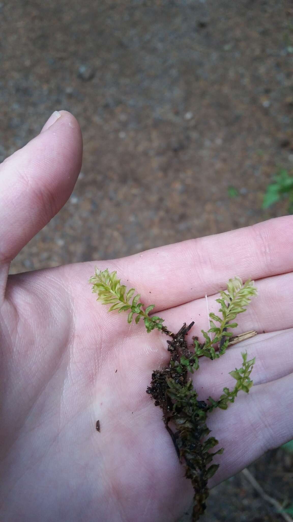 Image of plagiomnium moss