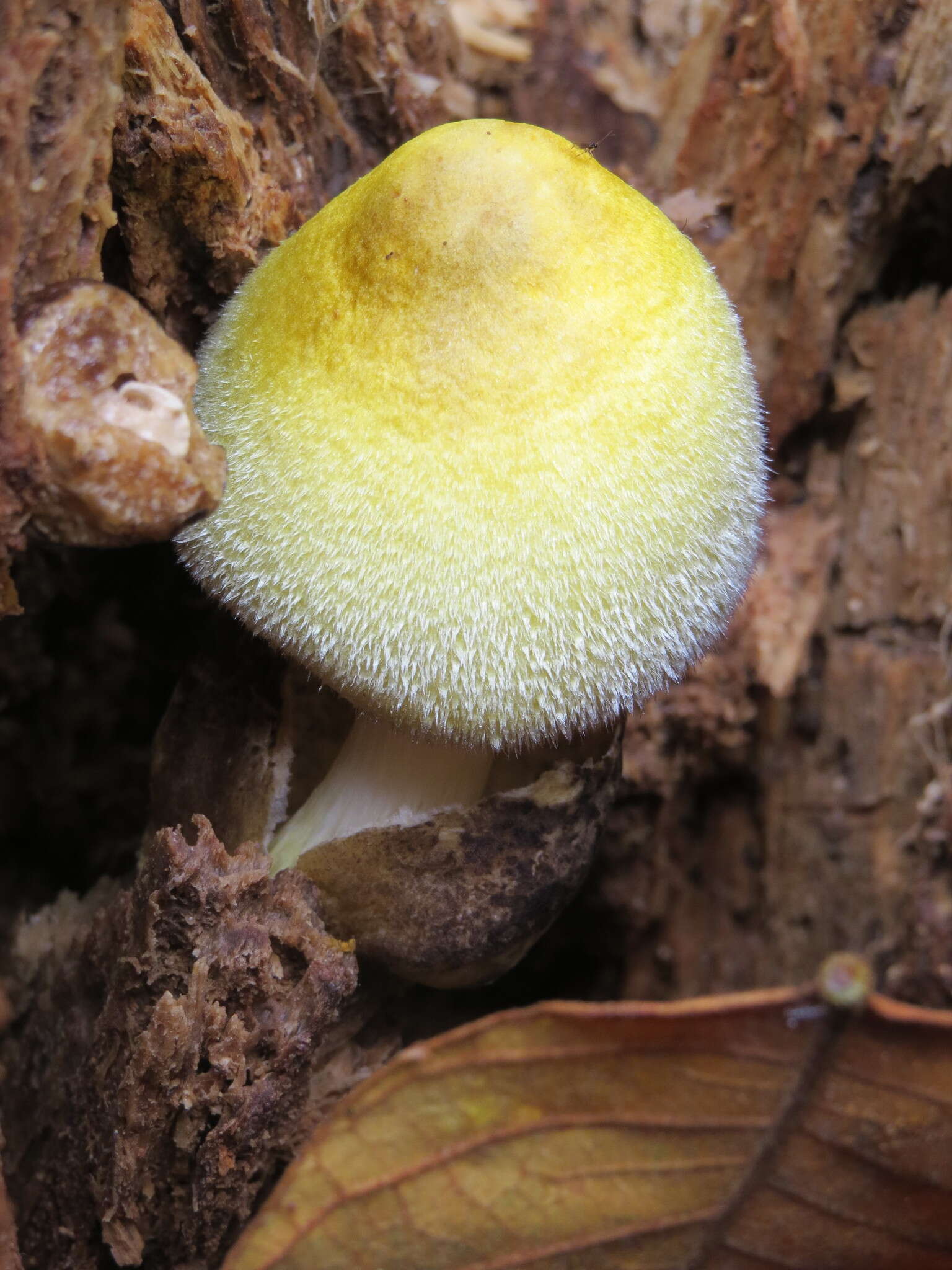 Image of Volvariella bombycina (Schaeff.) Singer 1951