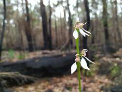 Eriochilus dilatatus Lindl.的圖片