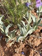 Image of handsome beardtongue