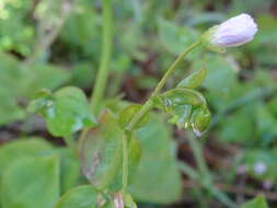 Plancia ëd Claytonia sibirica L.