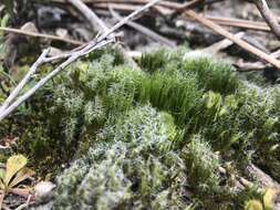 Image of campylopus moss