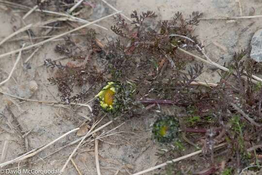 Image of false mayweed