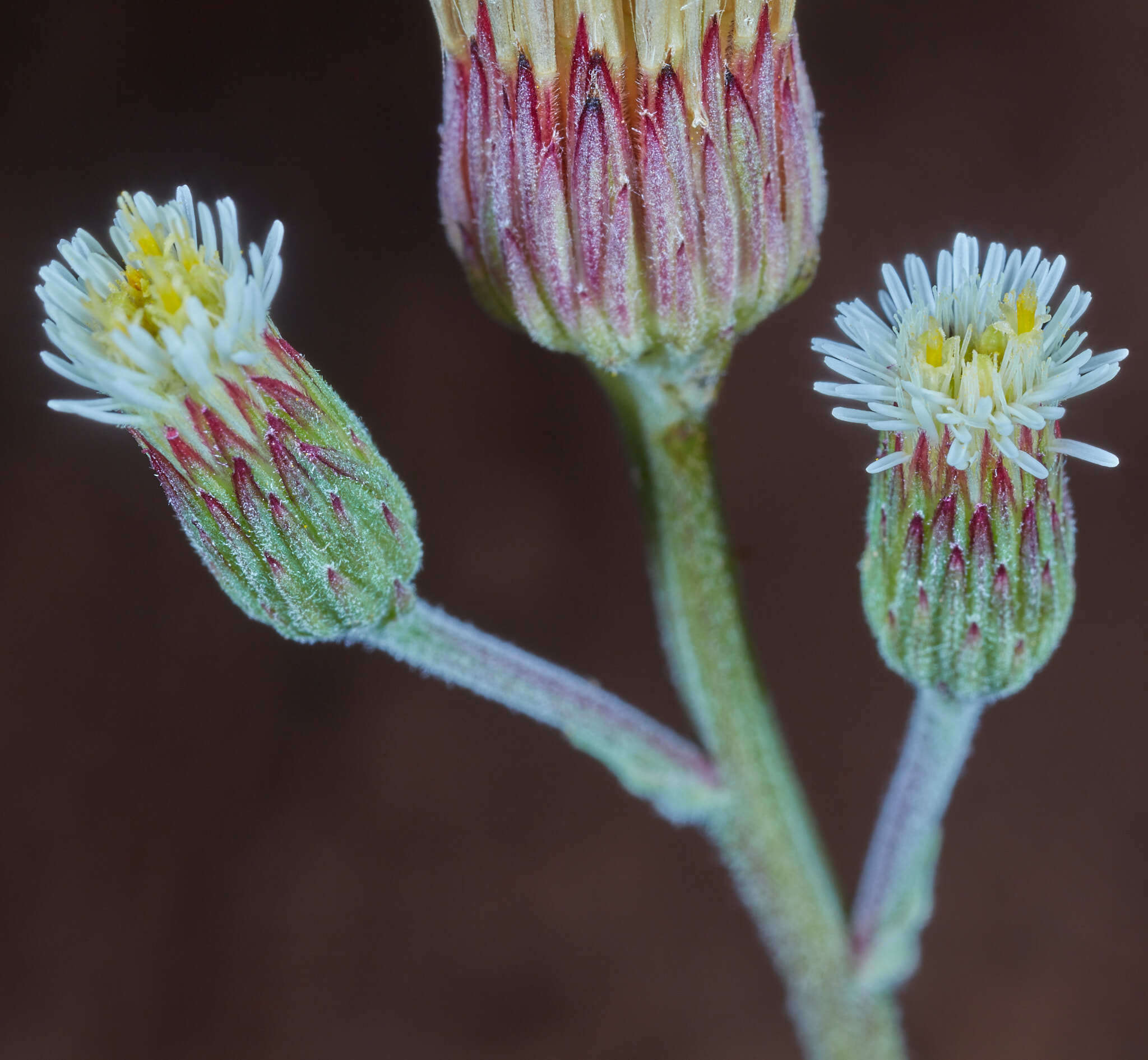 Image of Podocoma blanchetiana Baker