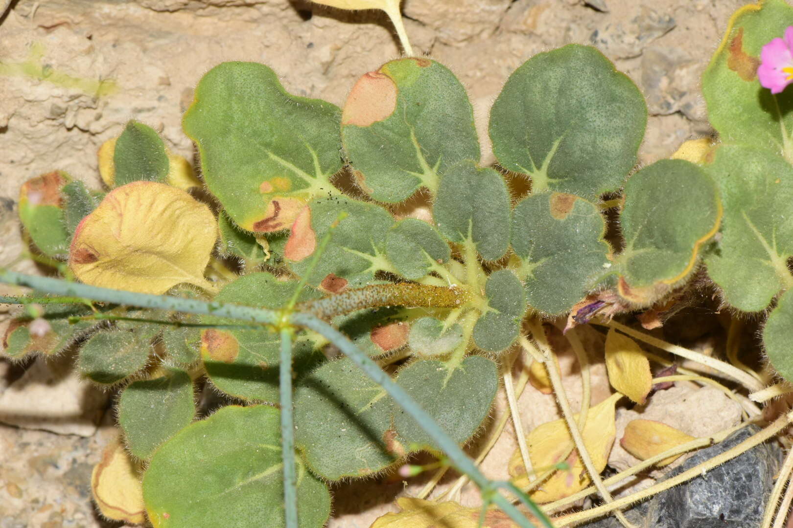 Image of acorn buckwheat