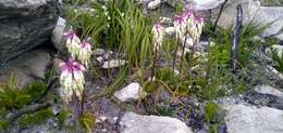 Imagem de Lachenalia sargeantii W. F. Barker