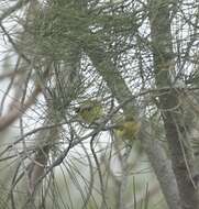 Image of Yellow Thornbill