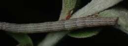 Image of Whitney's Underwing Moth