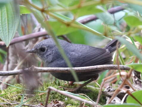 Image of Perija Tapaculo