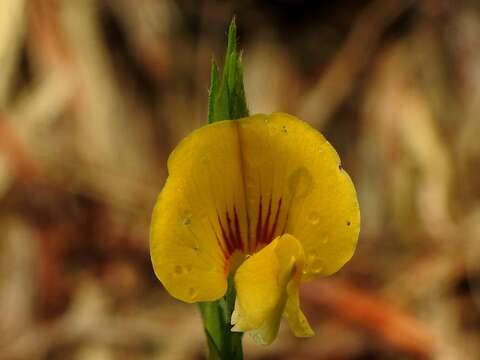 Image of Zornia latifolia Sm.