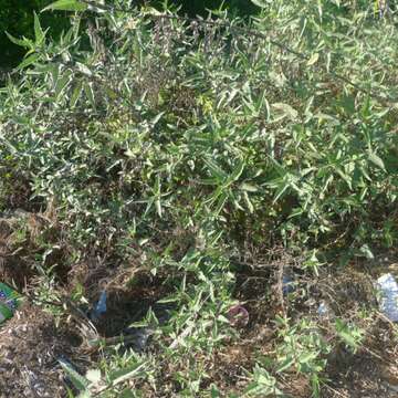 Image of Ambrosia-leaf Bursage