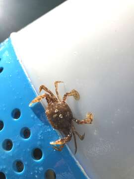 Image of sargassum crab