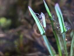 Image of Bog Leafhopper