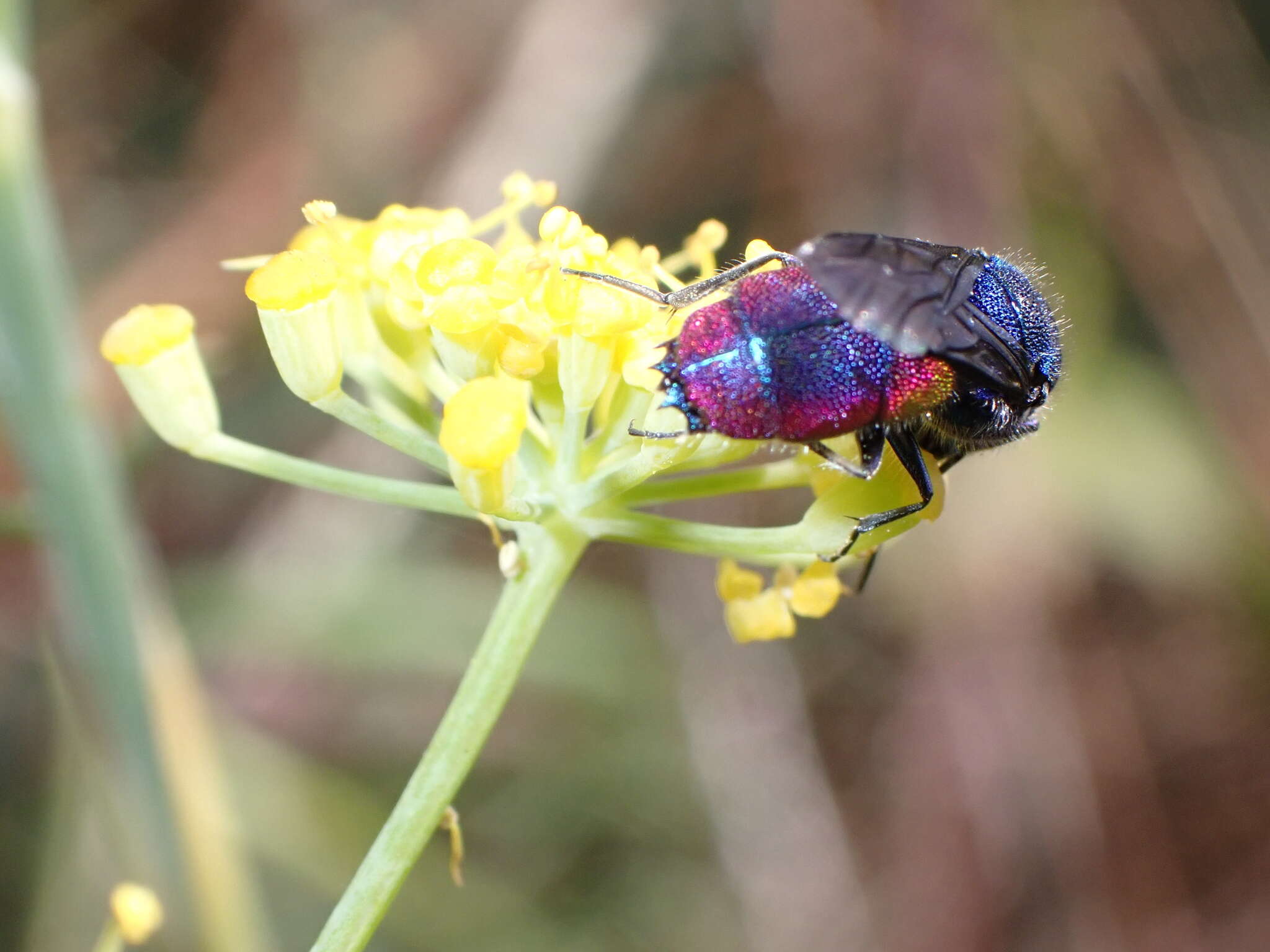 صورة <i>Chrysis magnidens</i>