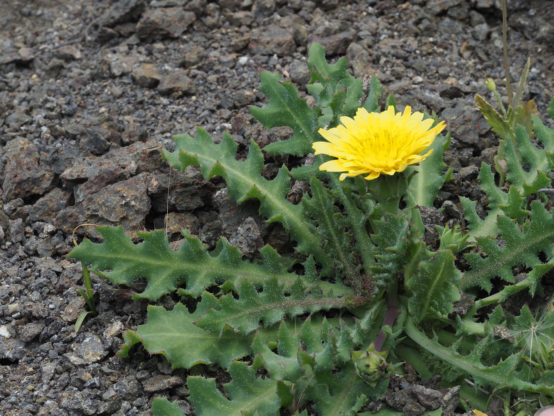 Image of Reichardia ligulata (Vent.) Kunkel & Sunding