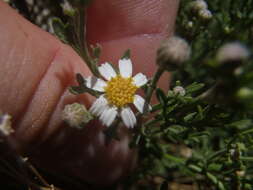 Imagem de Perityle coronopifolia A. Gray