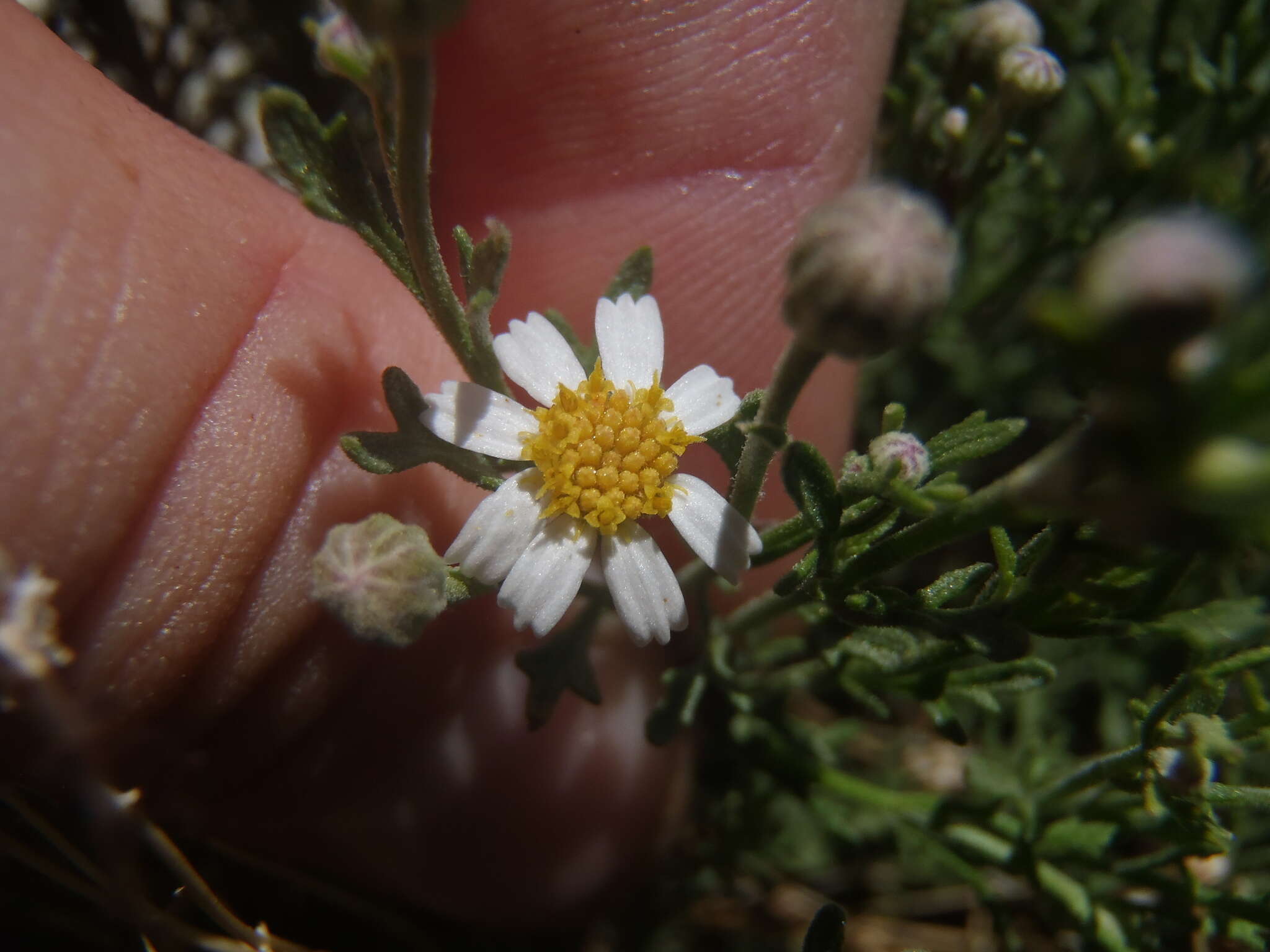 Imagem de Perityle coronopifolia A. Gray