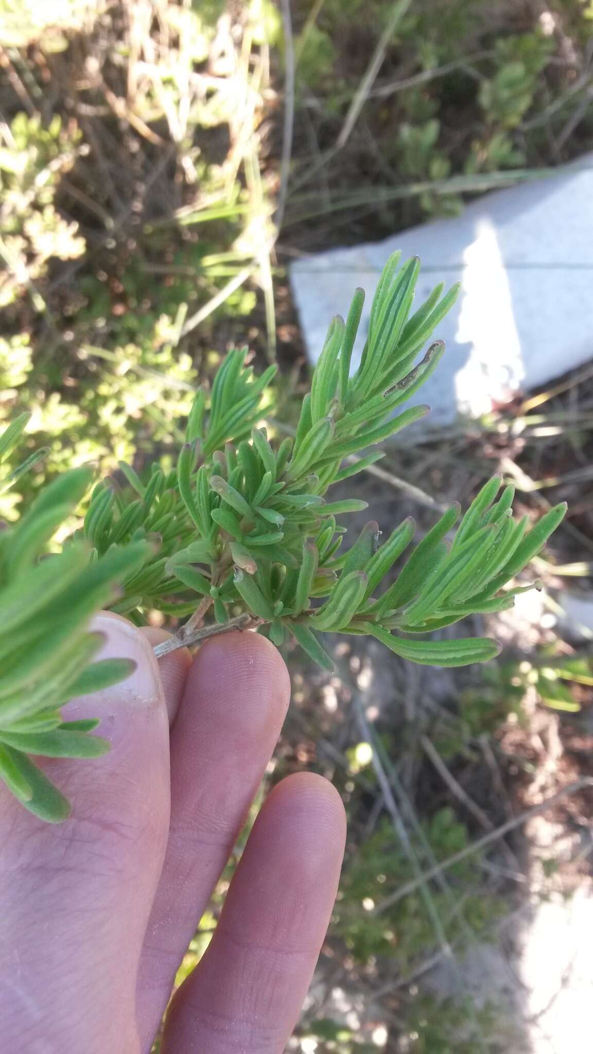 Слика од Nidorella foetida (L.) DC.