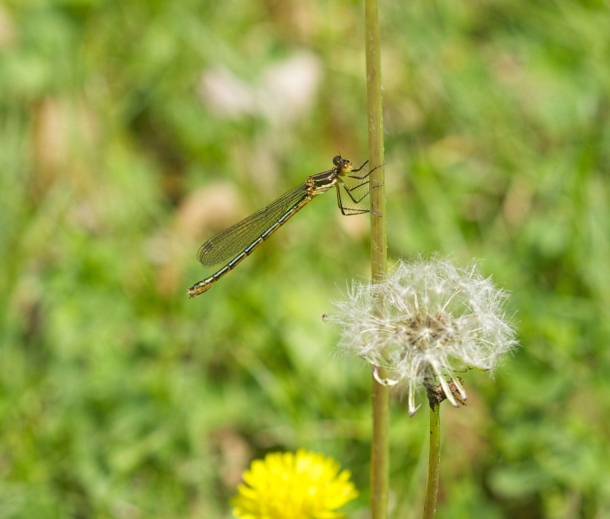 Plancia ëd Lestes dryas Kirby 1890