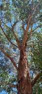 Image of Eucalyptus baueriana subsp. thalassina Rule