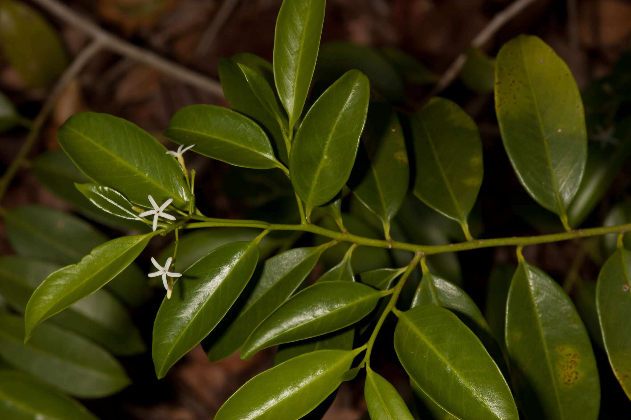 Image of tearshrub