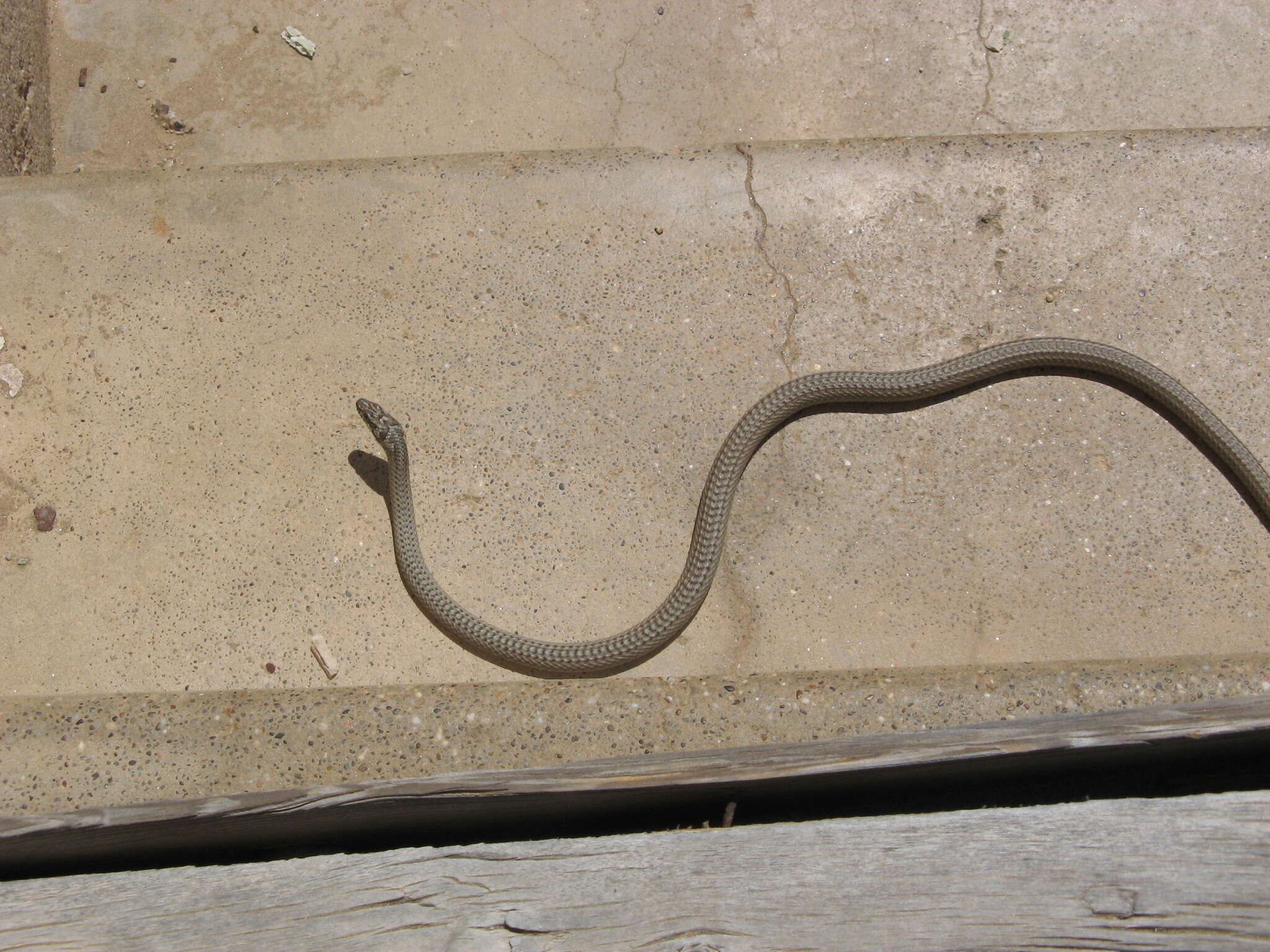 Слика од Psammophis notostictus Peters 1867