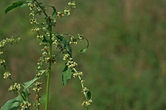 Imagem de Rumex obtusifolius subsp. sylvestris (Lam.) Celak.