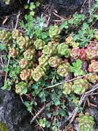 صورة Sedum oreganum Nutt. ex Torr. & Gray