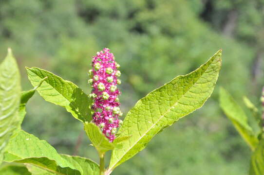 Image of Phytolacca polyandra Batalin