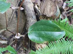 Image of Smilax ocreata A. DC.