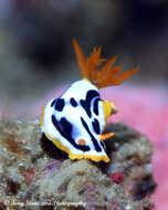 Image of Chromodoris strigata Rudman 1982