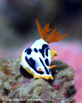 Image de Chromodoris strigata Rudman 1982