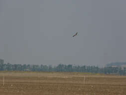 Image of Asian Imperial Eagle