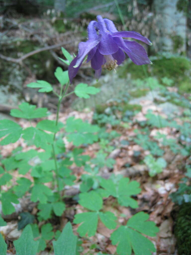 Image of Aquilegia dumeticola Jord.