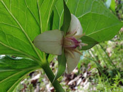 Imagem de Trillium flexipes Raf.