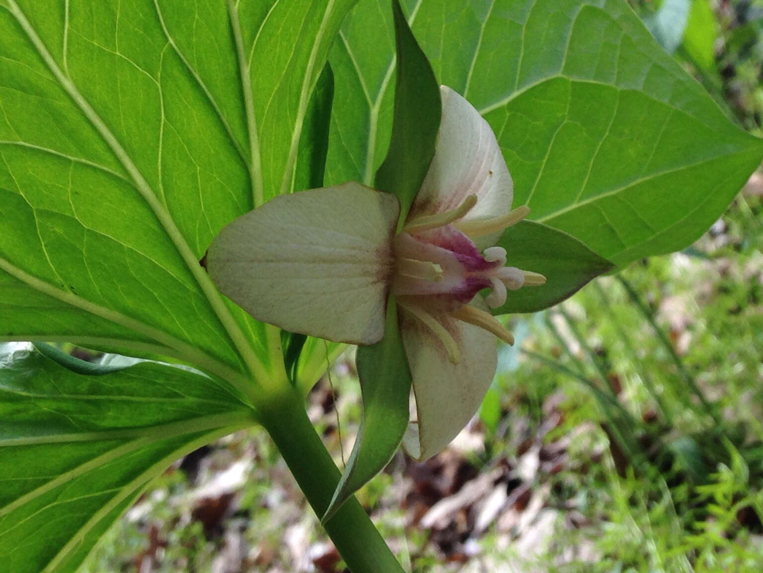 Image of nodding wakerobin