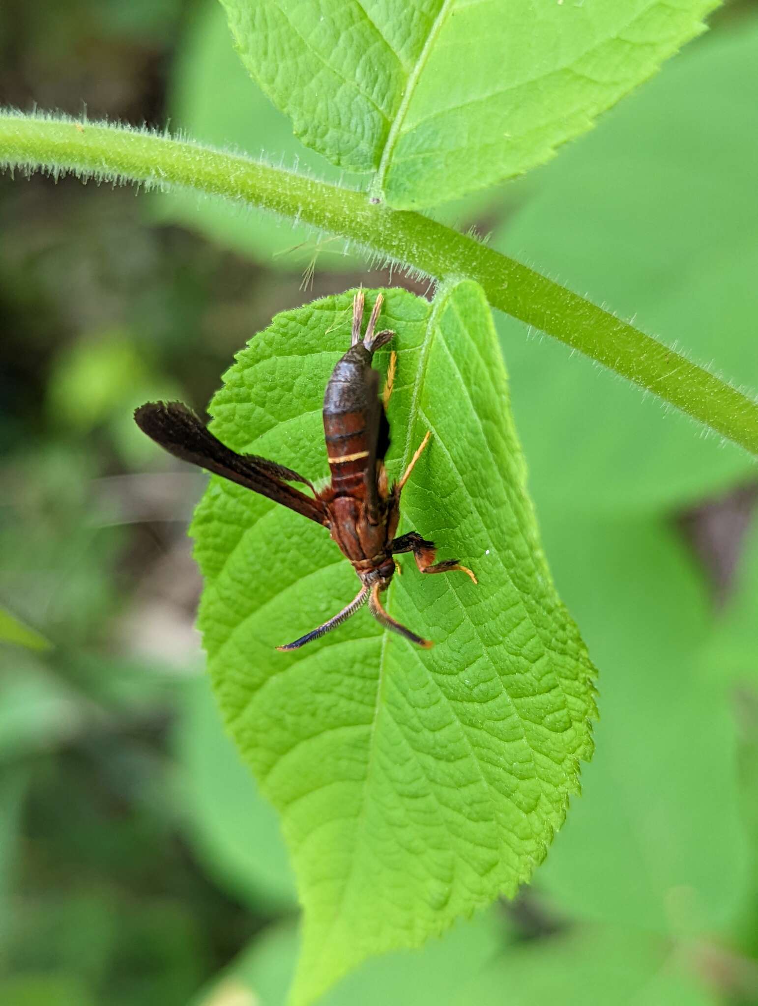 Слика од Vitacea scepsiformis (Edwards 1881)