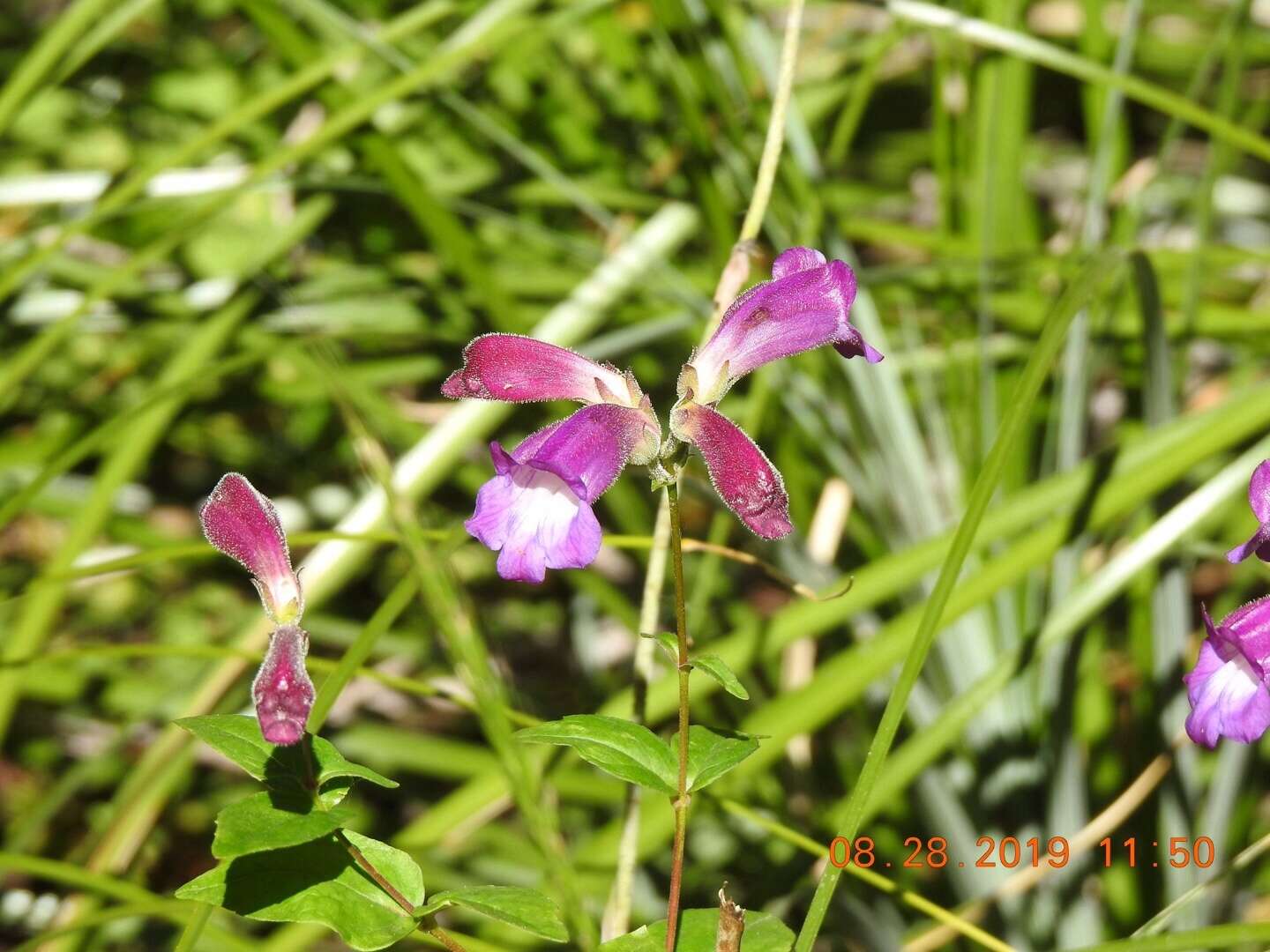 صورة Nothochelone nemorosa (Douglas ex Lindl.) Straw