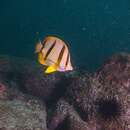 Image of Four-banded Butterfly Fish