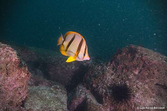 Image of Four-banded Butterfly Fish