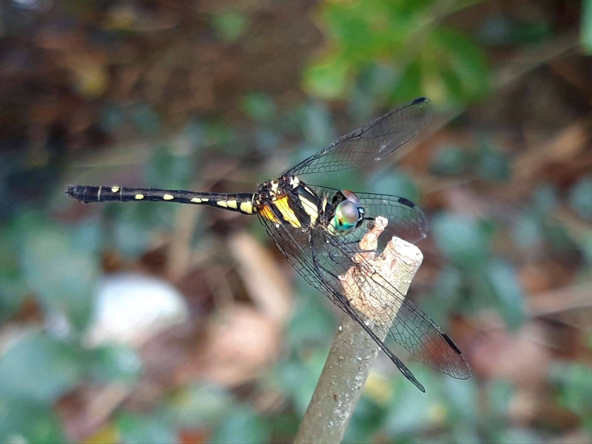 Imagem de Tetrathemis irregularis Brauer 1868