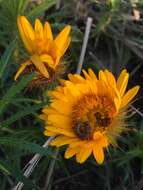 Image of Berkheya insignis (Harv.) Thell.