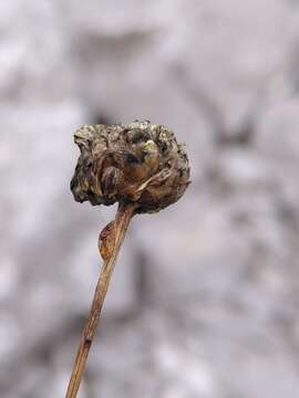 Plancia ëd Cephalaria leucantha (L.) Schrad.