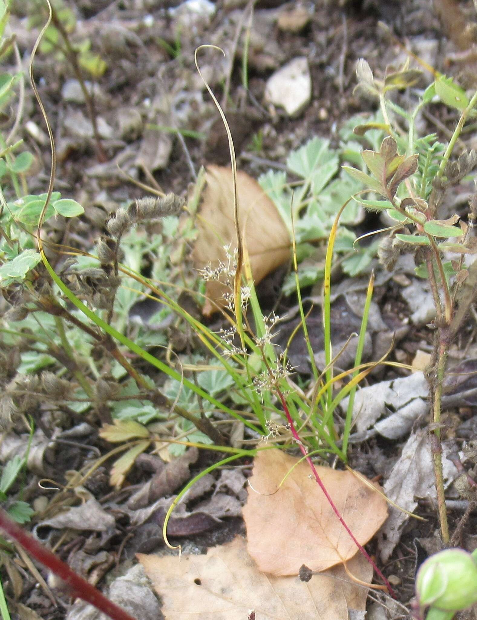 Image of Aristata Wormseed