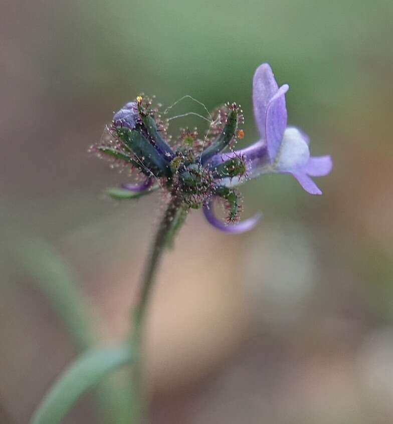 Linaria arvensis (L.) Desf.的圖片