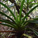 Image of Jumellea arachnantha (Rchb. fil.) Schltr.