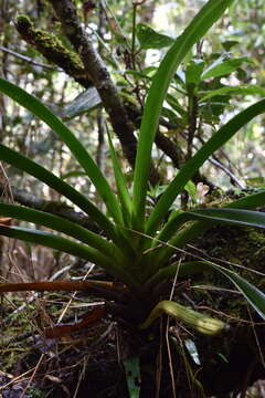 Image de Jumellea arachnantha (Rchb. fil.) Schltr.