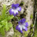 صورة Pinguicula longifolia subsp. reichenbachiana (Schindler) Casper