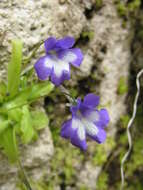 Image of Pinguicula longifolia subsp. reichenbachiana (Schindler) Casper