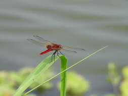 <i>Urothemis signata yiei</i> Asahina 1972 resmi